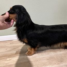 Chloe - Dachshund