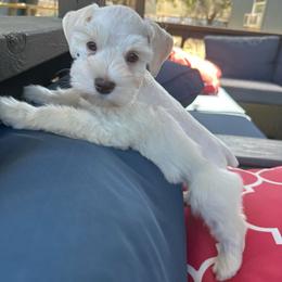 Arther - Wheaten male Miniature Schnauzer puppy in Canyon Lake, Texas from Chambers Schnauzers