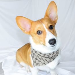 Lulu - Pembroke Welsh Corgi