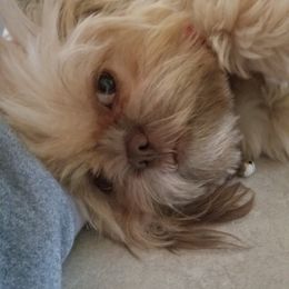Shih Tzus from Ohh shih tzu