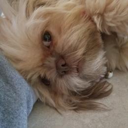 Shih Tzus from Ohh shih tzu