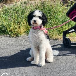 Coco - Bernedoodle