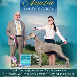 Amelia - Weimaraner