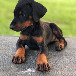 Doberman Pinscher Puppies from All Stars Doberman
