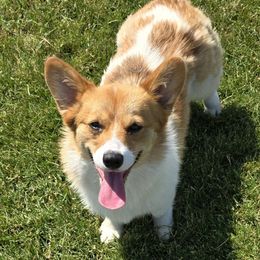Ella - Pembroke Welsh Corgi