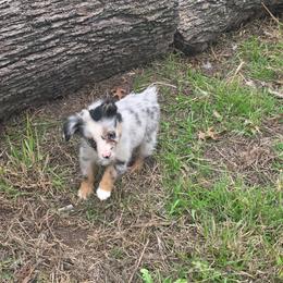 Vesper - Blue merle female Australian Shepherd puppy in Copperas Cove, Texas from Hidden Leaf Aussies