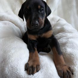 Doberman Pinscher Puppies from Haus of Hound