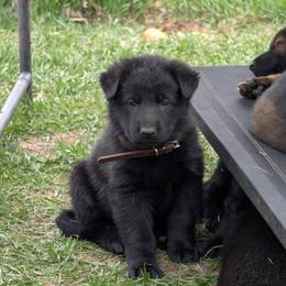 Brown - Black male German Shepherd puppy in Motley, Minnesota from Von Thomson Haus