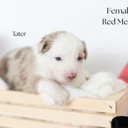 Tater - Red merle female Miniature Australian Shepherd puppy in Wooster, Ohio from Kari's Mini Aussies
