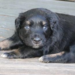 Stitch - Black tri-color male Australian Shepherd puppy in Macon, Georgia from Shaina’s Shepherds