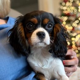 XMAS DELIVERY SPRINKLES - Tri-color female Cavalier King Charles Spaniel puppy in Draper, Utah from Cavachon Love Chocolate Cavaliers, Cavaliers, Cavachon’s, Cavapoos