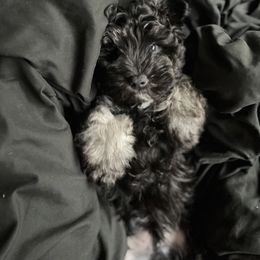 Miniature Schnauzer Puppies from Sugarbaby Kennel