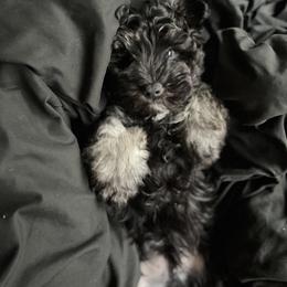 Miniature Schnauzer Puppies from Sugarbaby Kennel