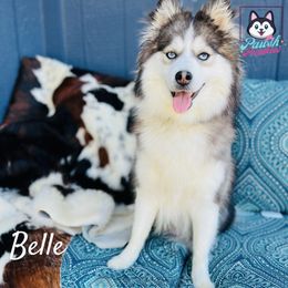 Belle - Pomsky