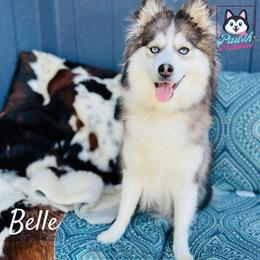 Belle - Pomsky