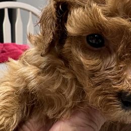 Poodles and West Highland White Terriers from JJs Puppies of the Carolinas