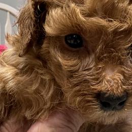 Poodles and West Highland White Terriers from JJs Puppies of the Carolinas
