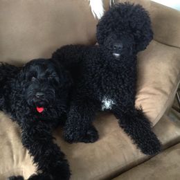 Portuguese Water Dog All Grown Up from Chien D’Eau Portuguese Water Dogs