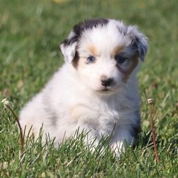 Angel - Blue merle female Australian Shepherd puppy in Mount Sterling, Ohio from Northern Lights Working Dogs
