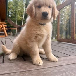Abe - Golden male Golden Retriever puppy in North Pole, Alaska from Mulberry Retrievers
