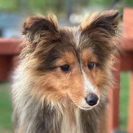 Shetland Sheepdogs from Romestar Shelties