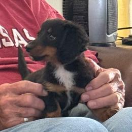 Randall - Black and tan male Dachshund puppy in Fort Worth, Texas from Louis' Litters