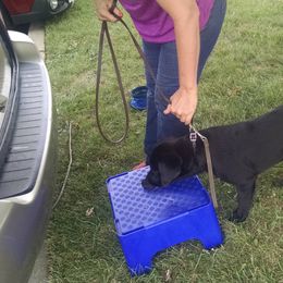 Labrador Retriever Puppies from Roxanne Lee