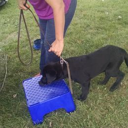 Labrador Retriever Puppies from Roxanne Lee