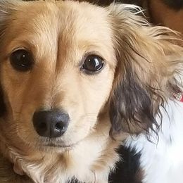Ella - Dachshund