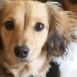 Ella - Dachshund