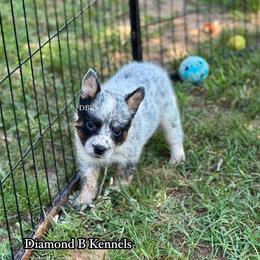 Legend - Australian Cattle Dog