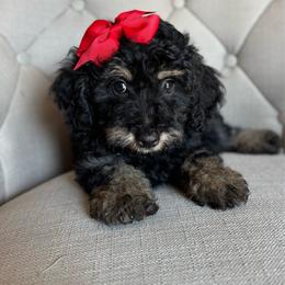 PIP - female Australian Mountain Doodle puppy in Bristow, Oklahoma from 10-Acre Woods Cockapoos