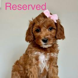 Pink - Red  female Goldendoodle puppy in Hesperia, Michigan from Red Acres Poodles & Doodles
