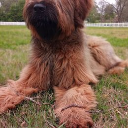 Briard Puppies from Sendero Briards
