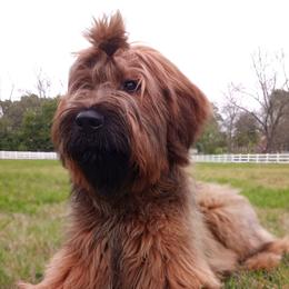 Briard Puppies from Sendero Briards