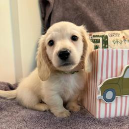 Hero (3500) - Cream male Dachshund puppy in Hensley, Arkansas from The Dachshund Barn