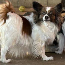 Ginger - Papillon