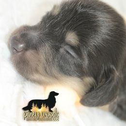 Dachshund Puppies from Piney Woods Miniature Dachshunds LLC