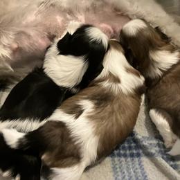 Shih Tzu Puppies from Simply Shih Tzu