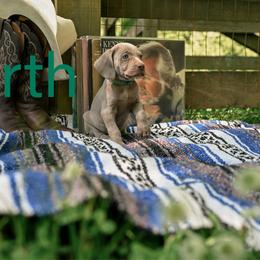 Garth - Silver gray male Weimaraner puppy in Talking Rock, Georgia from North Georgia Weims