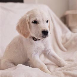 Brown Collar - Light golden male Golden Retriever puppy in Coarsegold, California from Sierra Hills Retrievers
