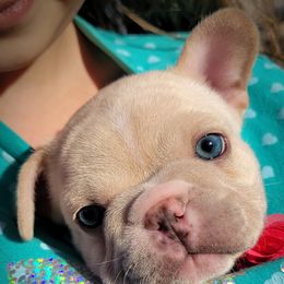 French Bulldogs from Ballistic Frenchies