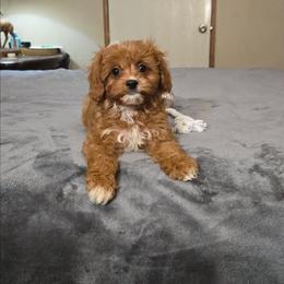 Little John - Red male Cavapoo puppy in Copan, Oklahoma from Tatums cavapoos