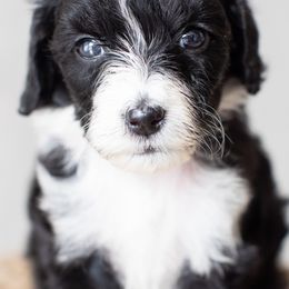 Blossom - Black and white Aussiedoodle puppy in Bradenton, Florida from Doodle Acres