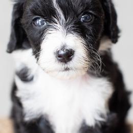 Blossom - Black and white Aussiedoodle puppy in Bradenton, Florida from Doodle Acres