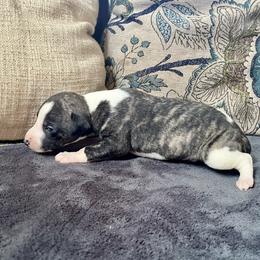 Flinn - Fawn brindle male Whippet puppy in Clinton, Tennessee from Ivanhoe Borzoi