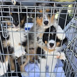 Australian Shepherd puppies from SolarStorm Australian Shepherds
