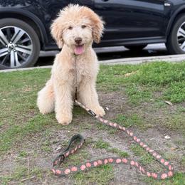 Rosé - Trained Puppy - Chocolate merle female Bernedoodle puppy in Youngstown, Florida from Wonderland’s Boujie Kennels