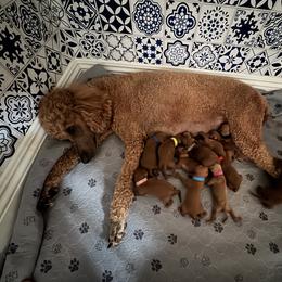 Blue collar - Red  male Poodle puppy in Riverside, California from Riverside red poodles