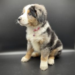 Mabel - Blue merle female Miniature Australian Shepherd puppy in Liberty, South Carolina from Alexander Canines